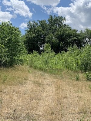 Lilydale Off-Leash Dog Park