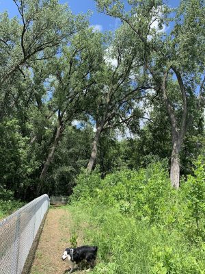 Lilydale Off-Leash Dog Park