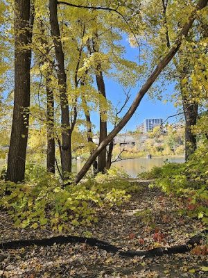 Lilydale Off-Leash Dog Park
