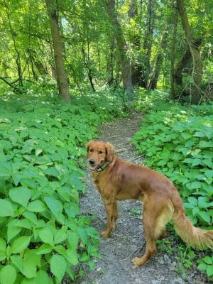 Lilydale Off-Leash Dog Park