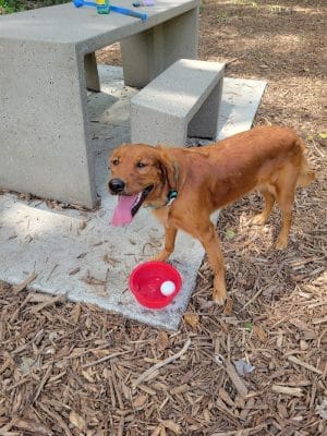 Lilydale Off-Leash Dog Park