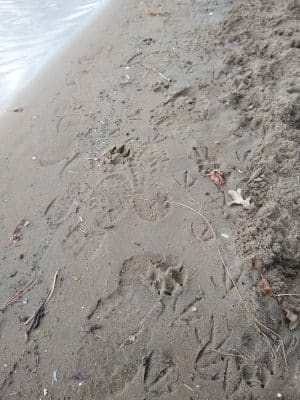 Meeker Island Dog Park