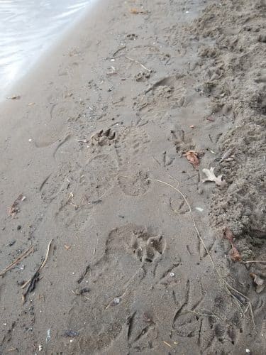 Meeker Island Dog Park