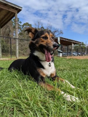 Epworth Dog Park - St Simons Island, GA
