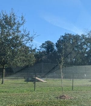 Epworth Dog Park - St Simons Island, GA