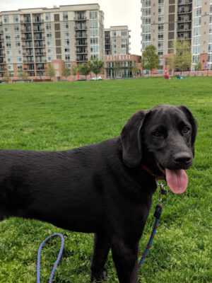 Harbor Point Commons Park