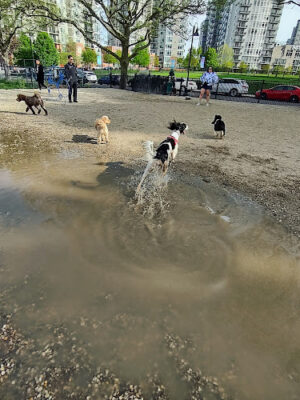 Harbor Point Dog Park