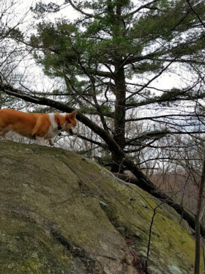 Mianus River Park