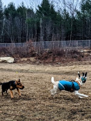 Standish Dog Park - Standish, ME