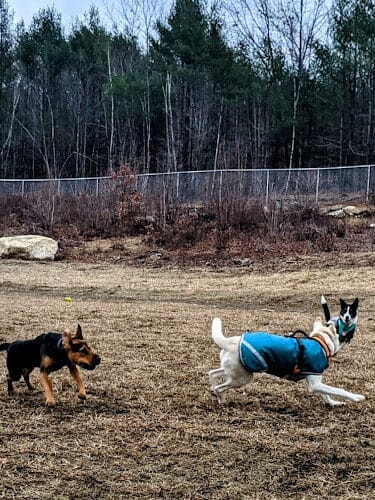 Standish Dog Park - Standish,