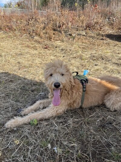Standish Dog Park - Standish,