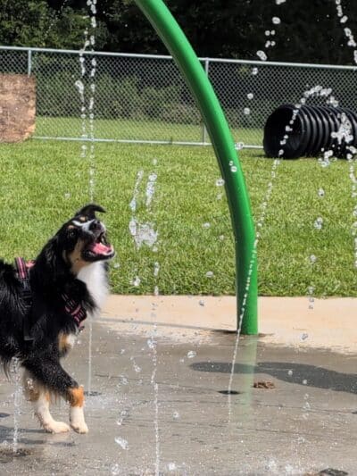 Bailey’s Legacy Dog Park - Stanley, VA