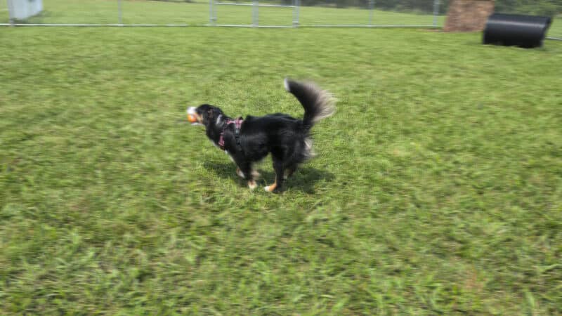 Bailey’s Legacy Dog Park - Stanley, VA