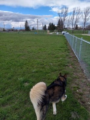 Dog Park
