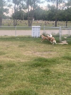 Dog Park