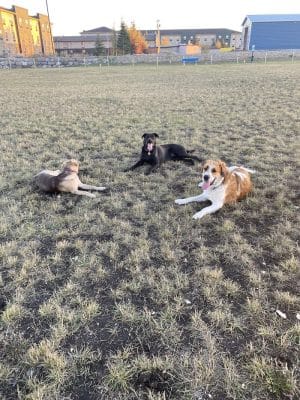 Dog Park