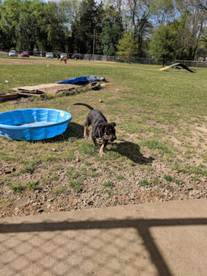 Starkville Dog Park