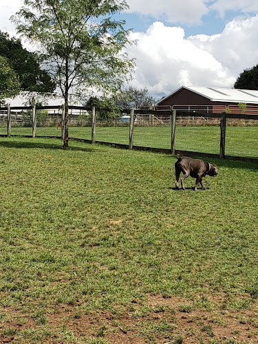 Tudek Dog Park