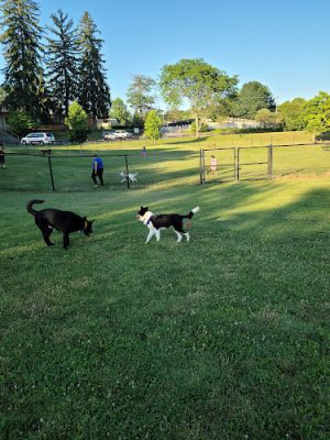Gypsy Hill Dog Park