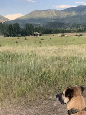 Rita Valentine Dog Park