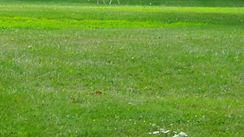Imus Park - Sterling Heights,