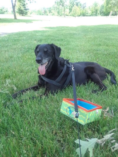 James C Nelson Park - Sterling Heights,