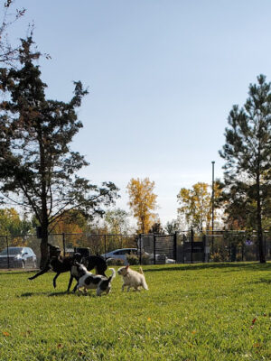 Joseph Delia Park, Tennis Court and Dog Park