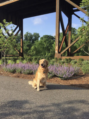 Healthy Hound Playground & Grooming