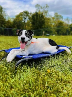 Off Leash K9 Training, Loudoun County