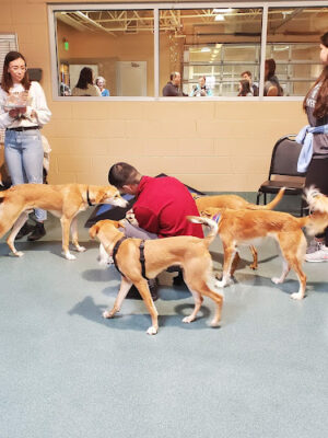 Olde Towne Pet Resort
