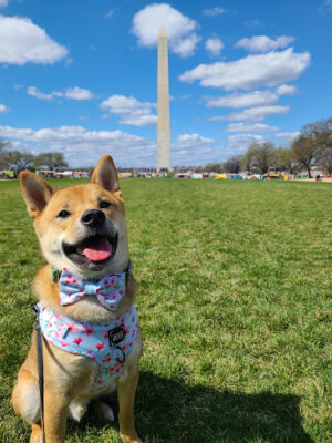 Sassy Woof