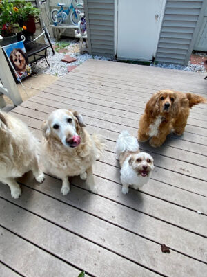 Sterling Dog Walking, LLC