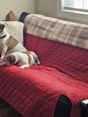 Quailview Kennel - Stevensburg, VA