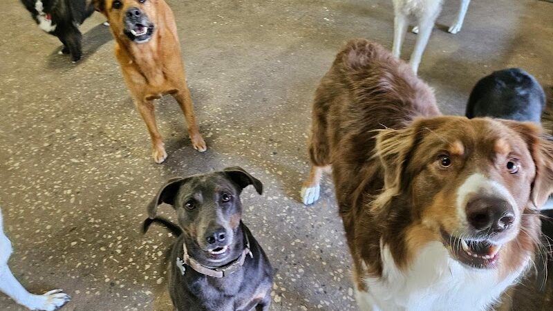 DogZone - Stevensville,