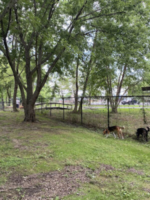 Island Dog Park
