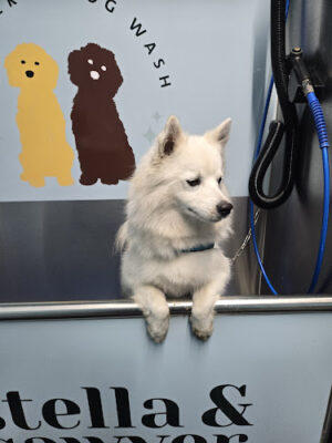 Stella & Sawyer Self Serve Dog Wash