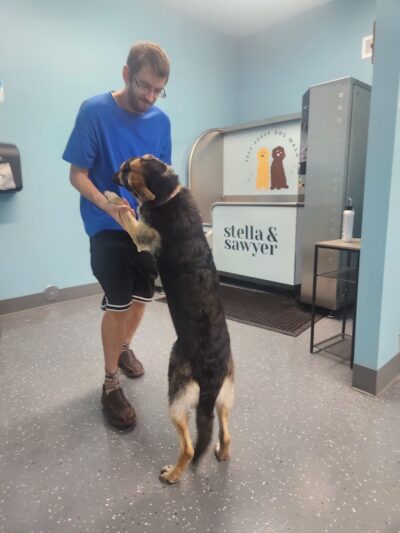 Stella & Sawyer Self Serve Dog Wash - Stevensville,