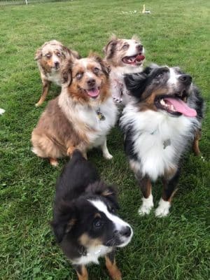 Stewartville Dog Park