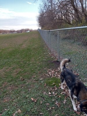 Stewartville Dog Park