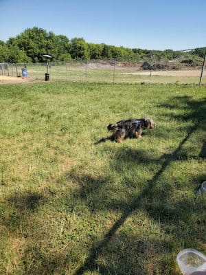 Stewartville Dog Park