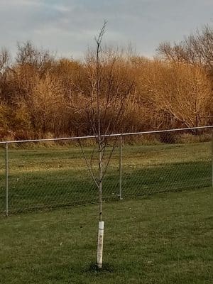 Stewartville Dog Park