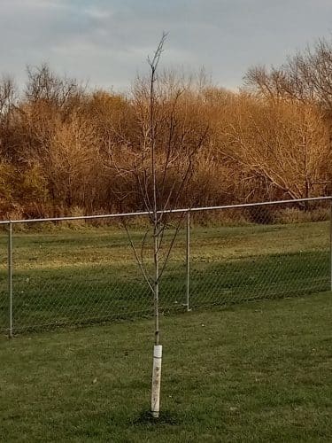 Stewartville Dog Park