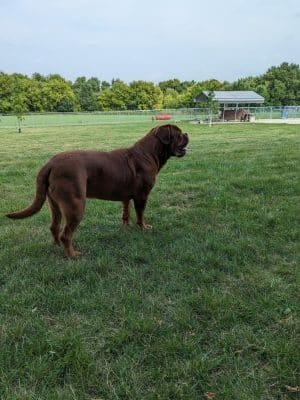 Stewartville Dog Park