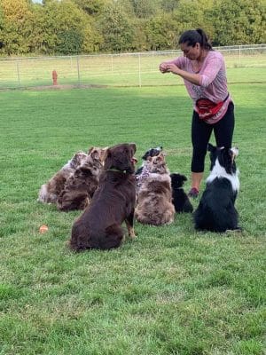 Stewartville Dog Park