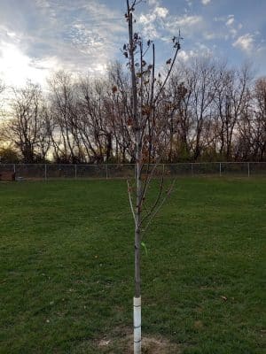Stewartville Dog Park