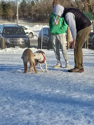 Stillwater MN Dog Park