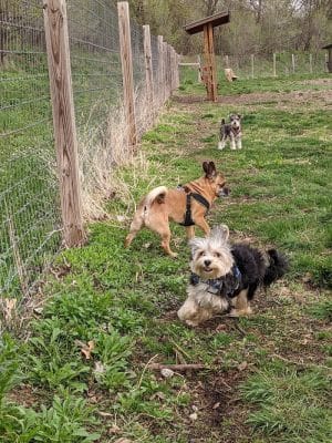 Stillwater MN Dog Park