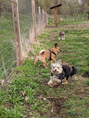 Stillwater MN Dog Park