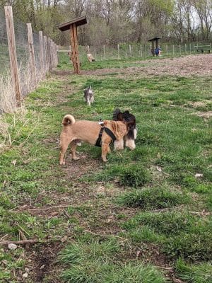 Stillwater MN Dog Park