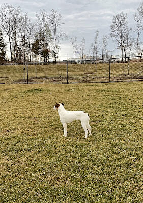 Hal & Berni Hanson Park Off-Leash Dog Park